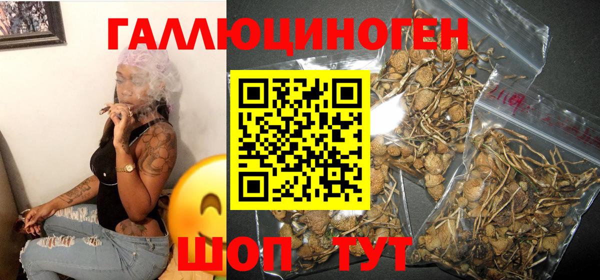 Псилоцибиновые грибы прущие грибы Бор